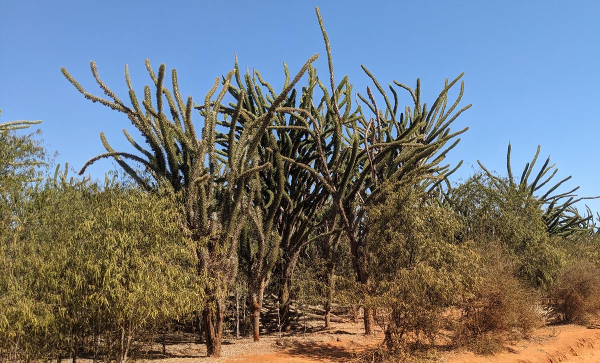 Alluaudia trees in the spiny thicket of south-western Madagascar