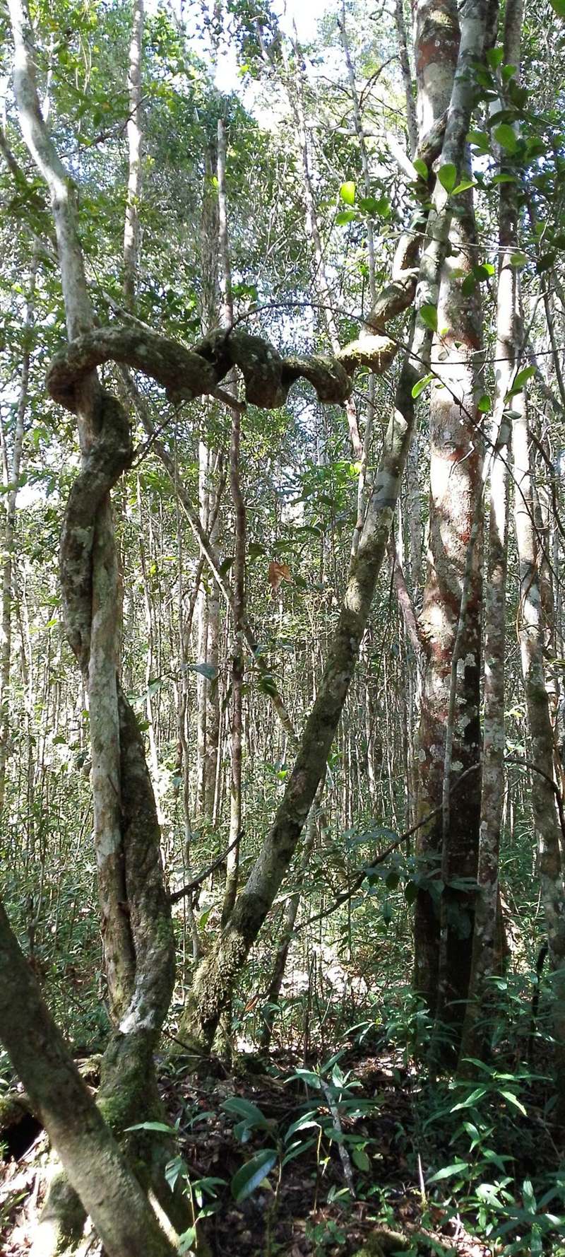 Rainforest at Analamazaotra in eastern Madagascar
