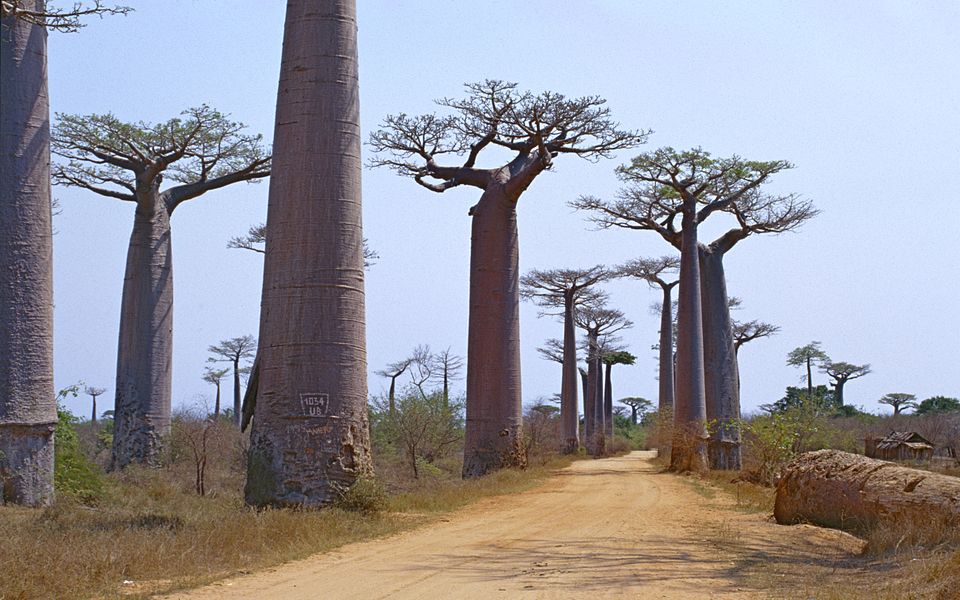 A row of baobabs along a track in the Menabe region of western Madagascar