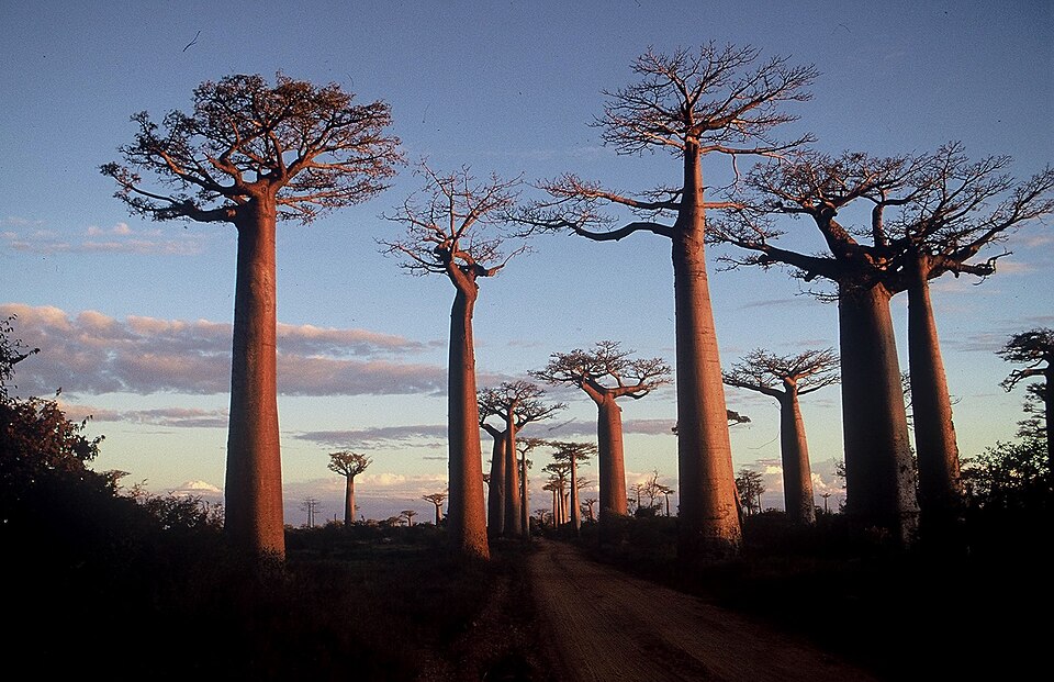 Baobabs standing over dry woodland in western Madagascar