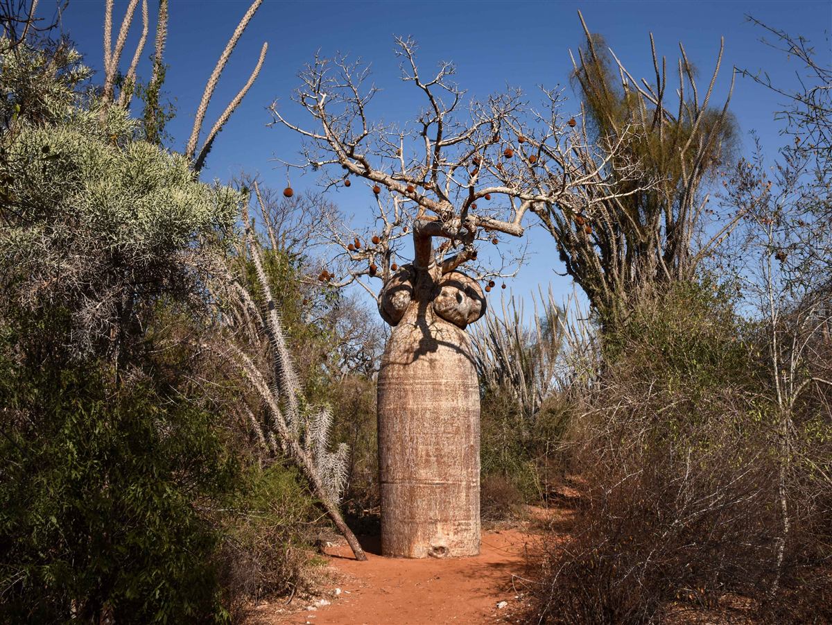 Baobab rising above spiny forest vegetation in southern Madagascar