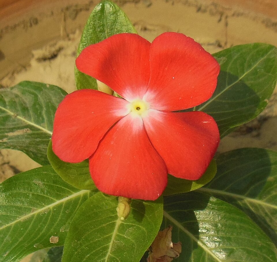 Rosy periwinkle, Catharanthus roseus, flowering in Madagascar