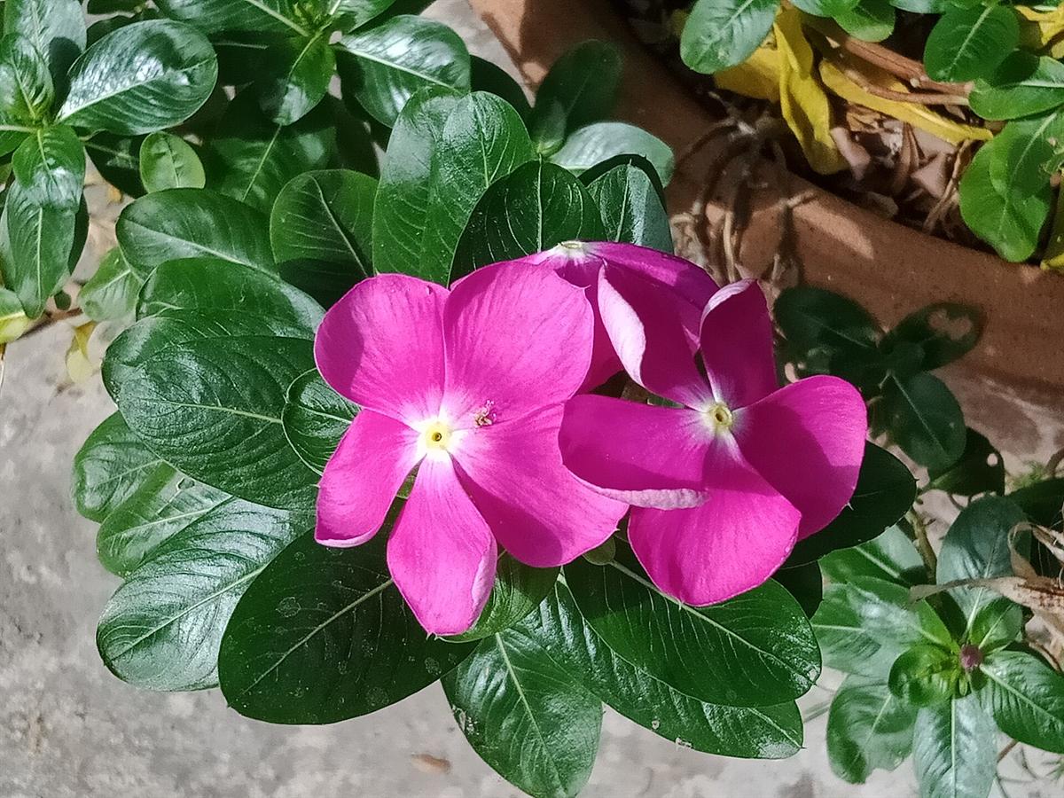 Catharanthus roseus, the Madagascar periwinkle, endemic to Madagascar