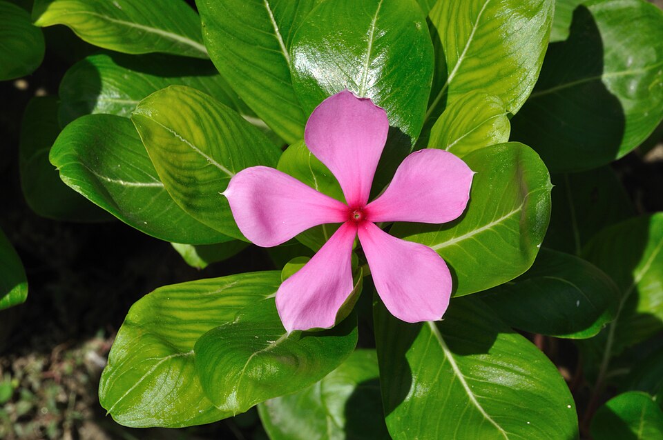 The rosy periwinkle, Catharanthus roseus, in flower
