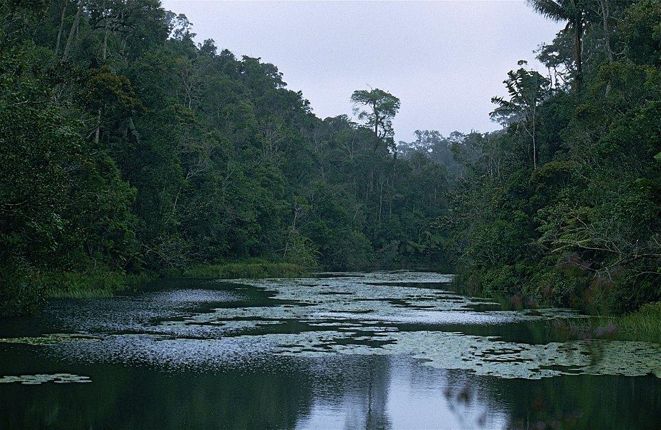 Forest meeting a lake in Madagascar