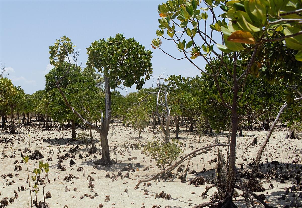 Mangroves at Belo sur Mer, western Madagascar