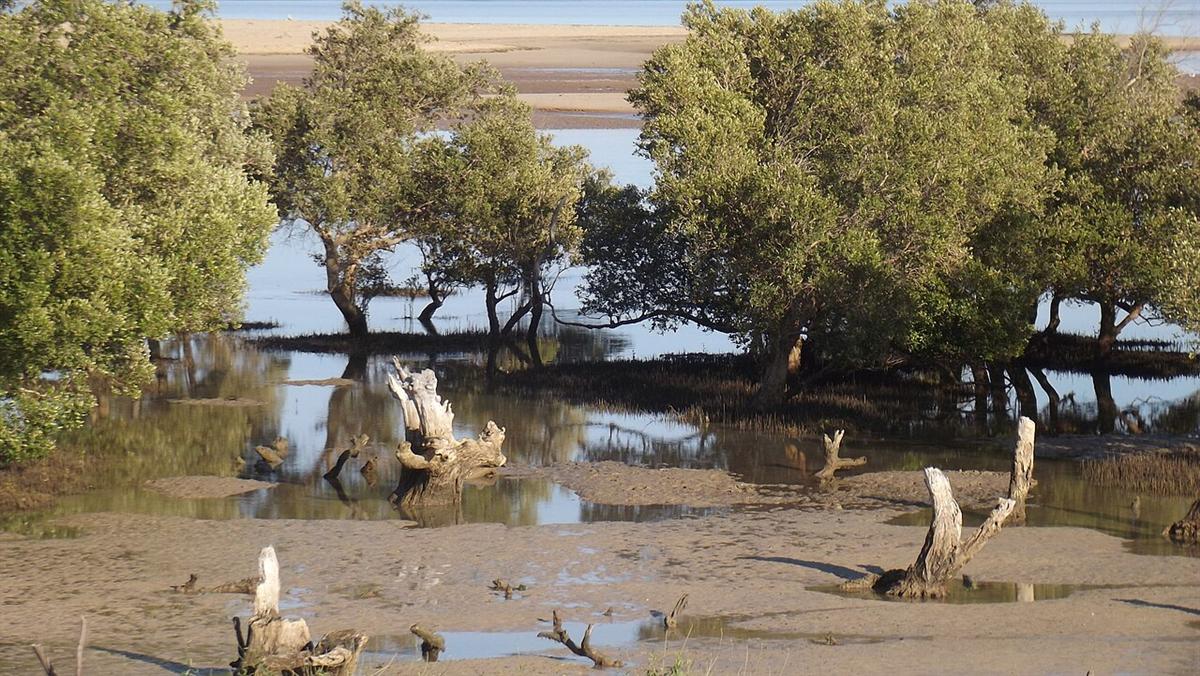 Mangrove stand on the west coast of Madagascar