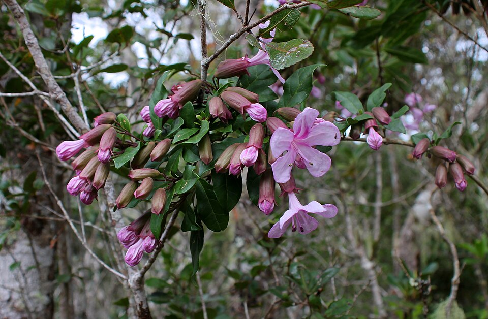 Dense montane rainforest at Mantadia in eastern Madagascar