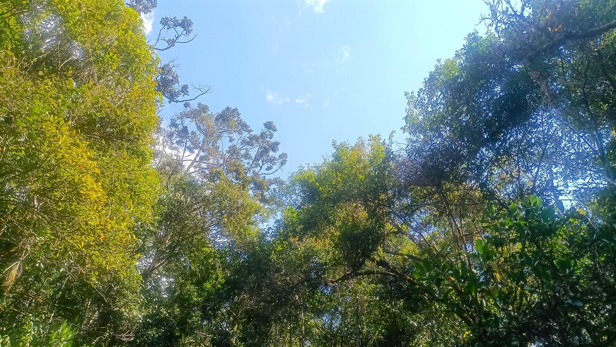 Eastern rainforest canopy at Andasibe