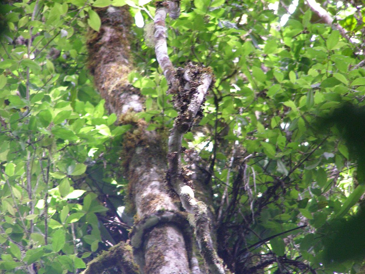 Rainforest