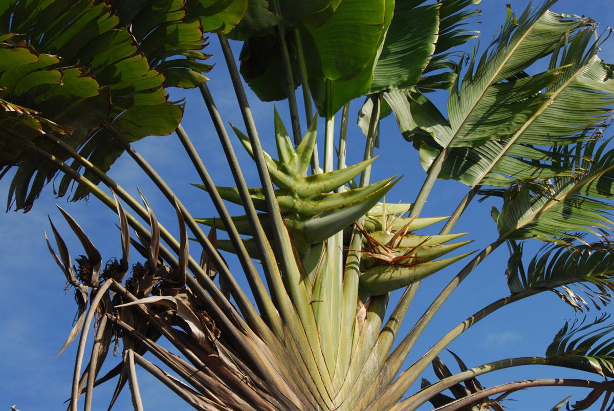 The traveller's tree, Ravenala madagascariensis, fanning out above eastern Madagascar vegetation
