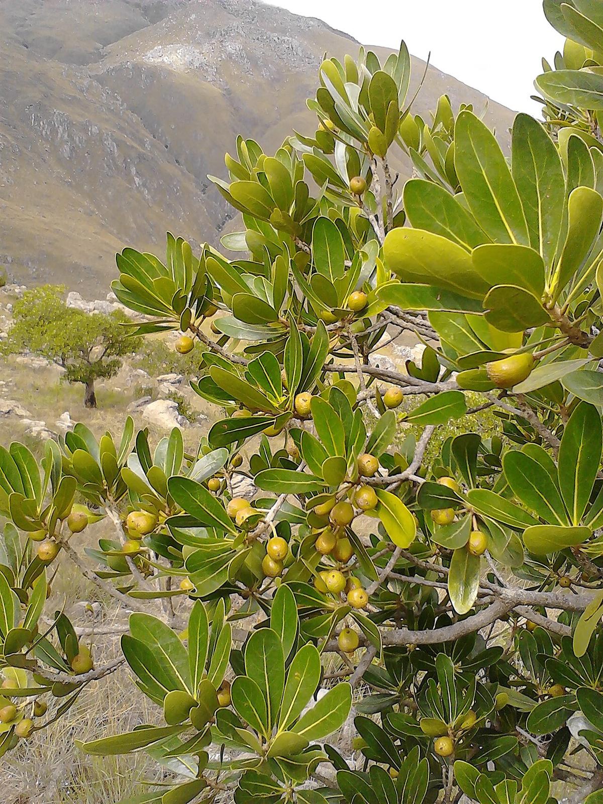 A tapia tree, Uapaca bojeri, on the Ibity massif in the central highlands