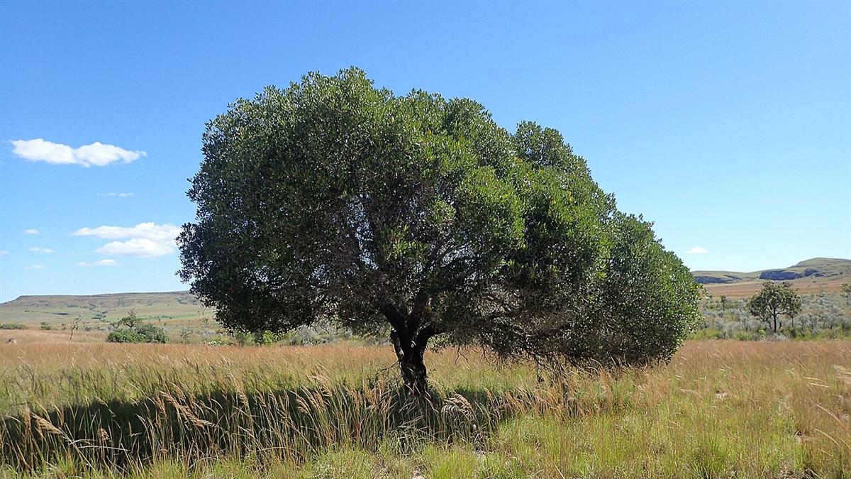 Tapia woodland on the central highlands