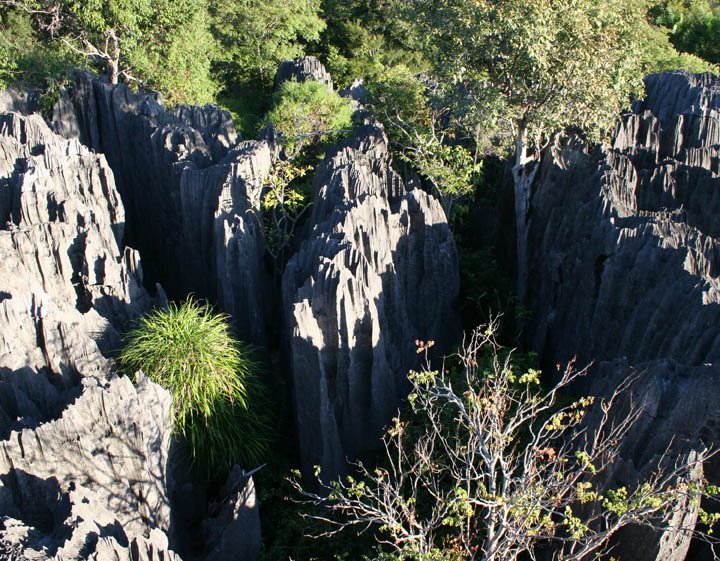 The sharp limestone pinnacles of the tsingy in western Madagascar