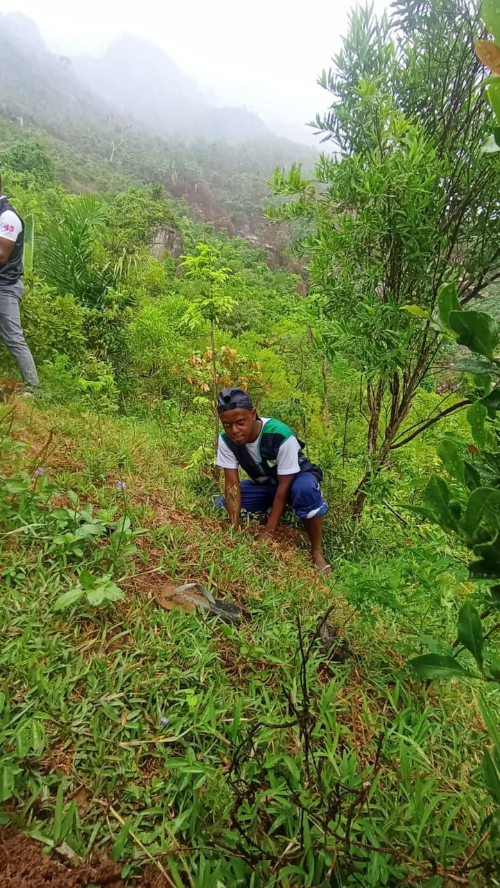 Botanical fieldwork in Madagascar, collecting and recording plant specimens