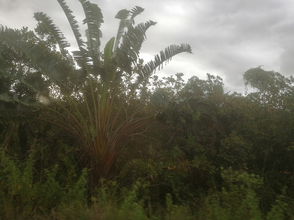 Traveller's palm