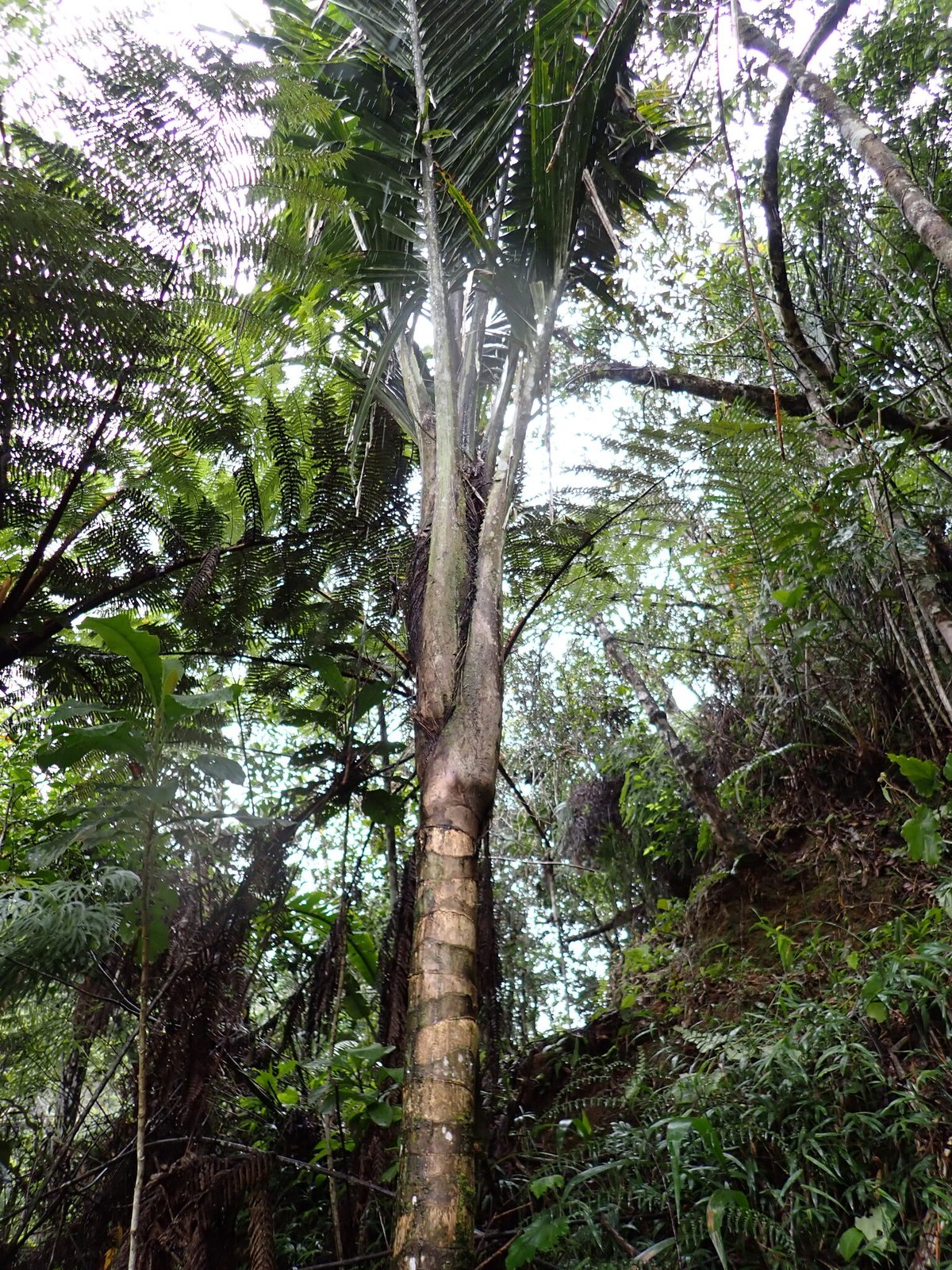 Ravenea latisecta, the rediscovered palm