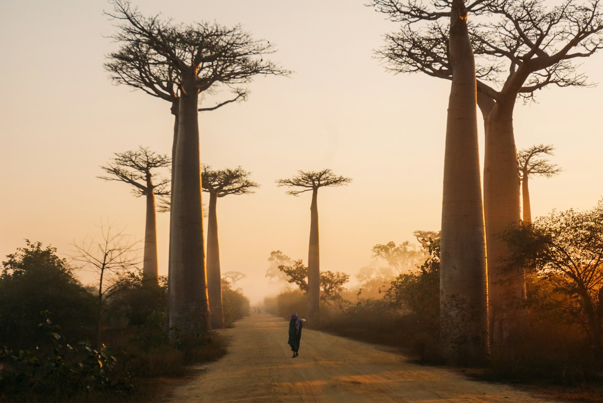 Baobabs of western Madagascar