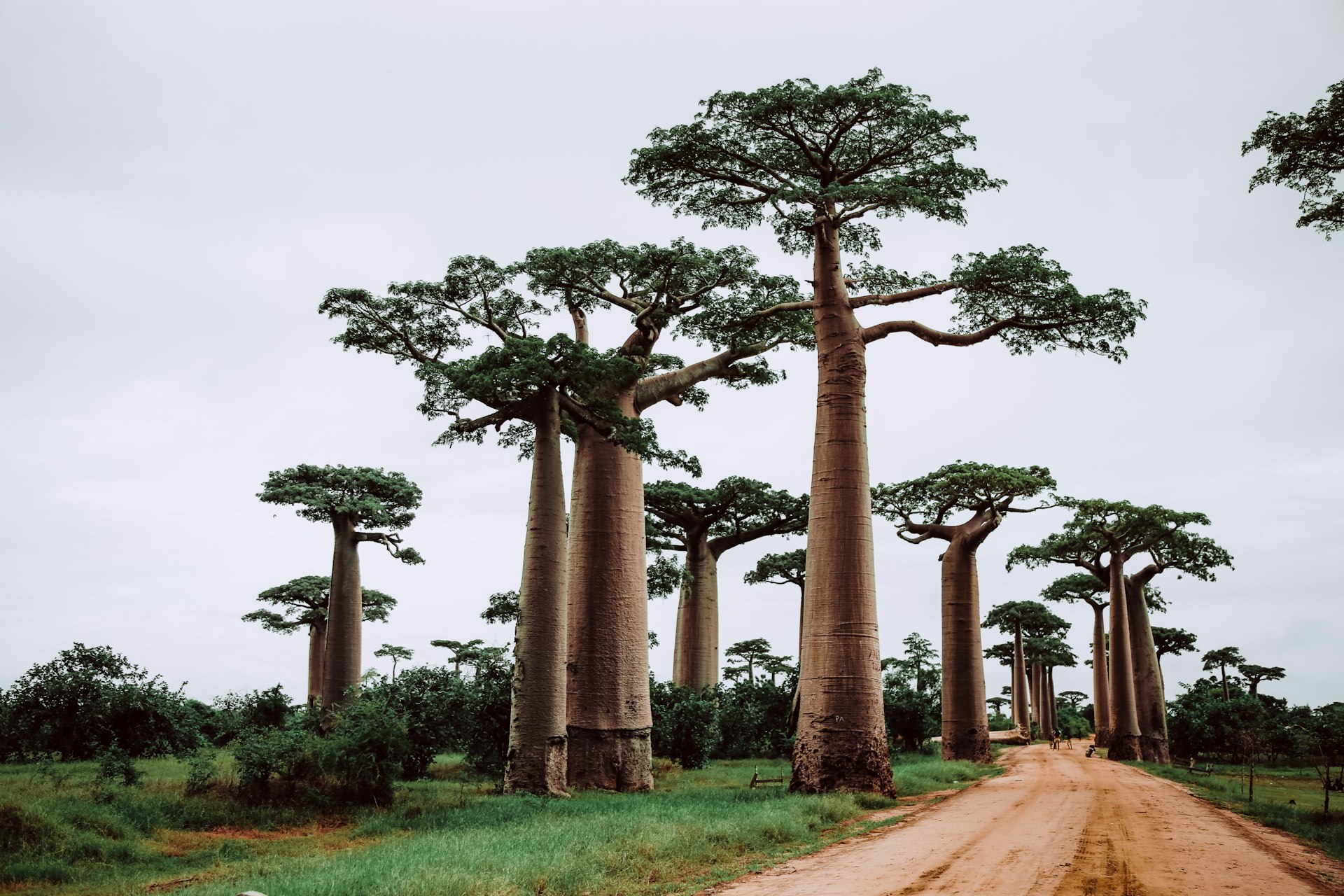 Baobabs of the western dry deciduous forest