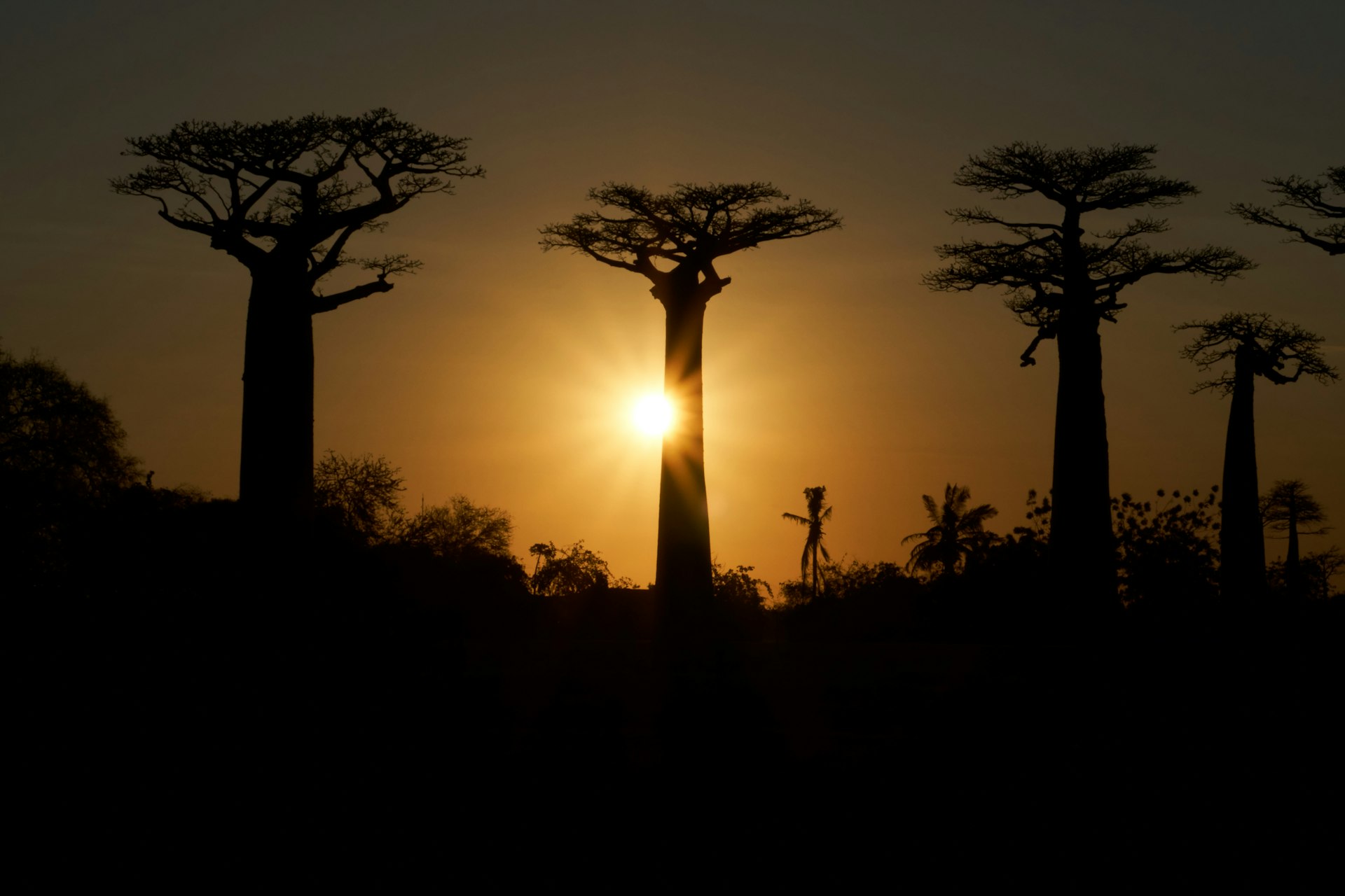 A baobab silhouetted at dusk, when Adansonia bozy flowers open
