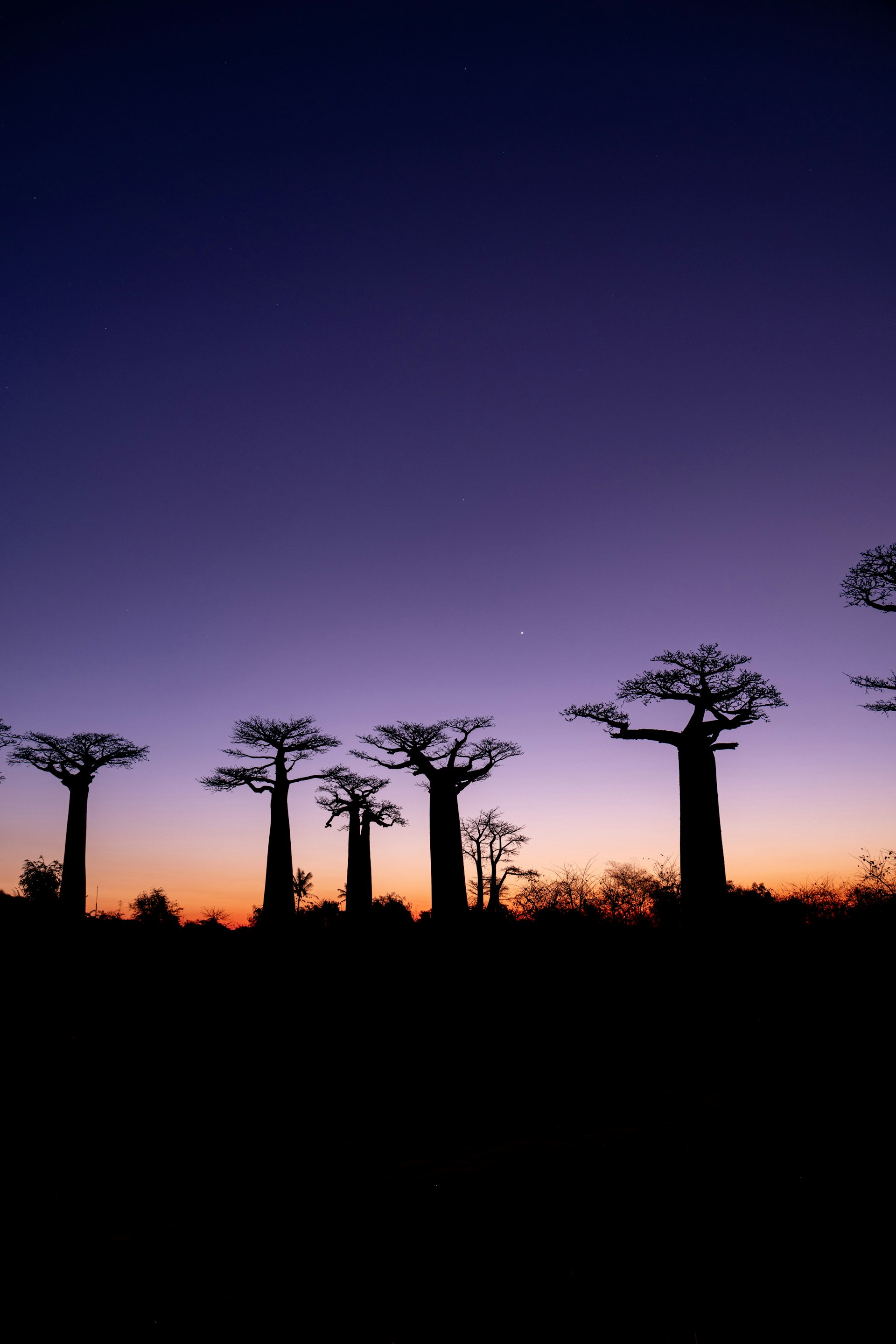 A baobab silhouetted against a Madagascar sunset
