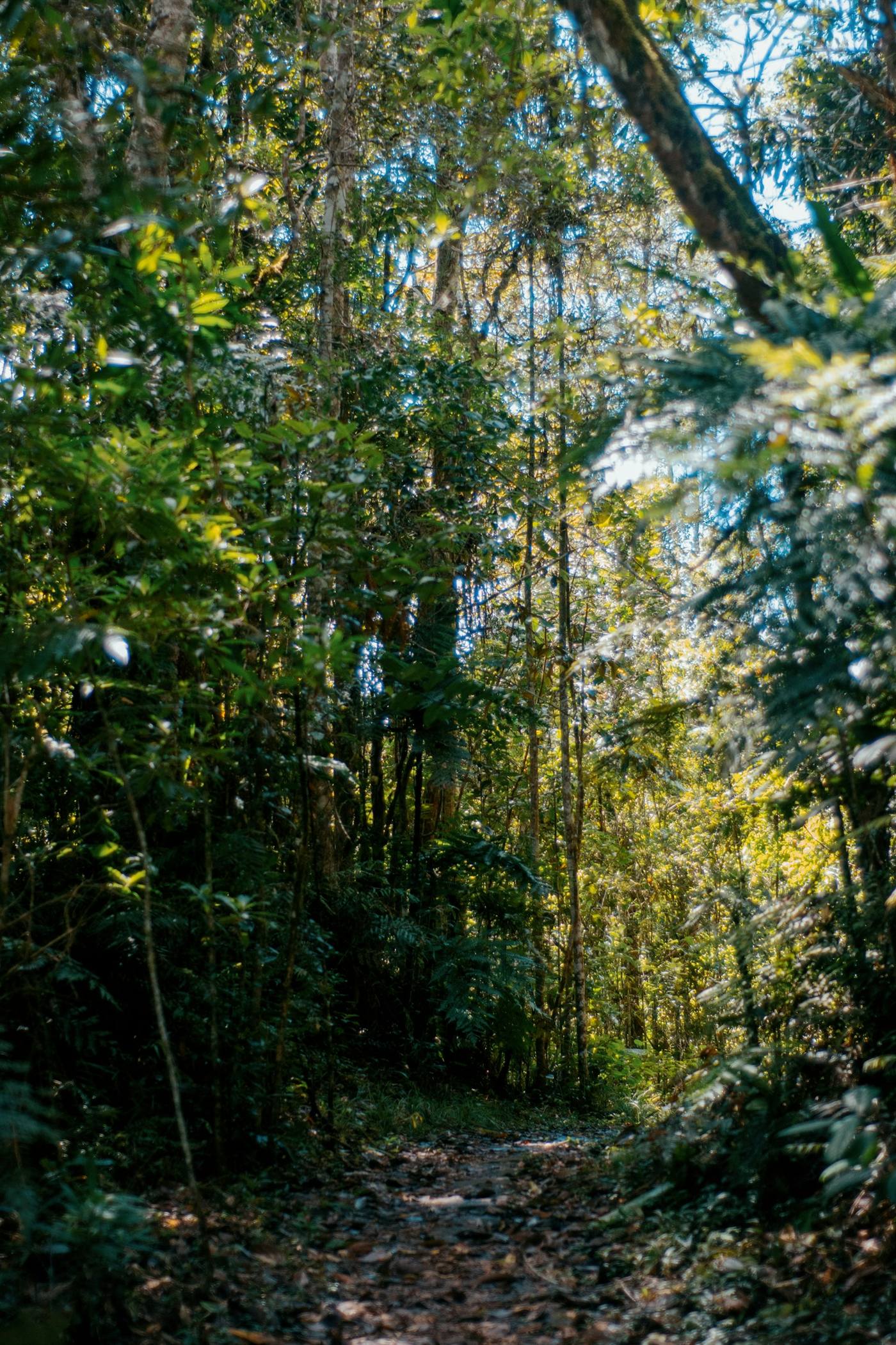 Coastal forest in eastern Madagascar