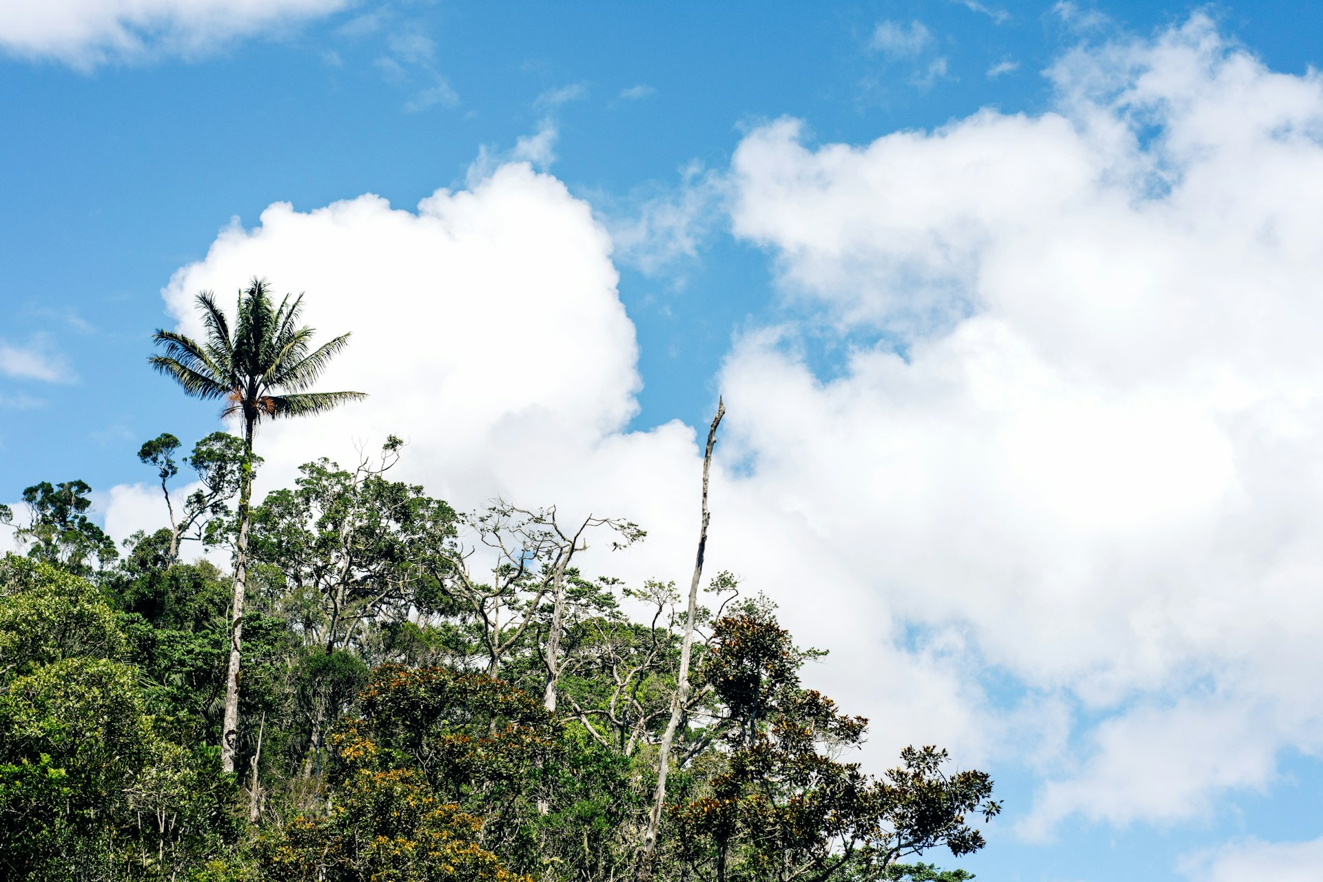 Madagascar rainforest under an open sky