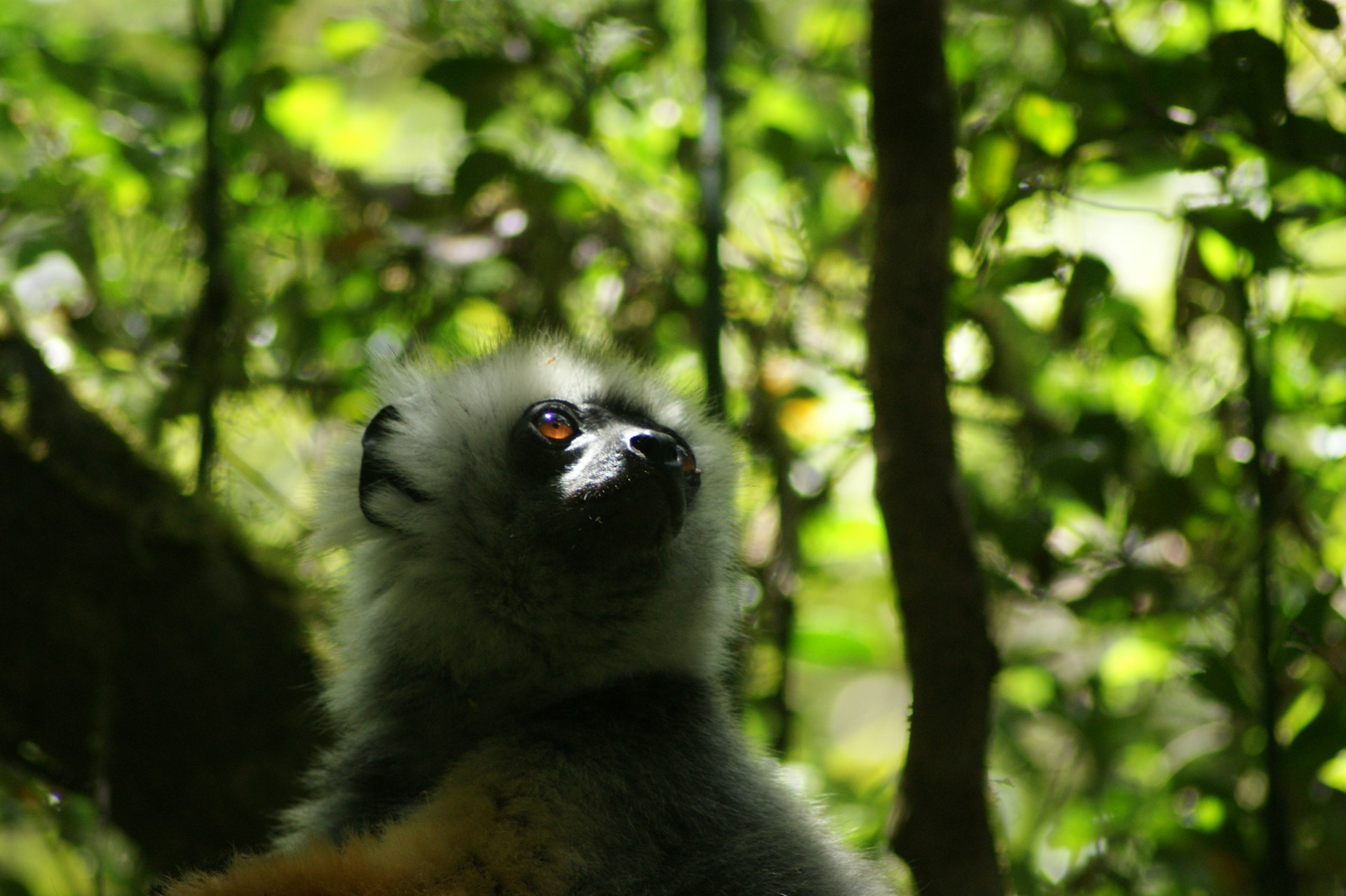 Sunlit forest in Madagascar