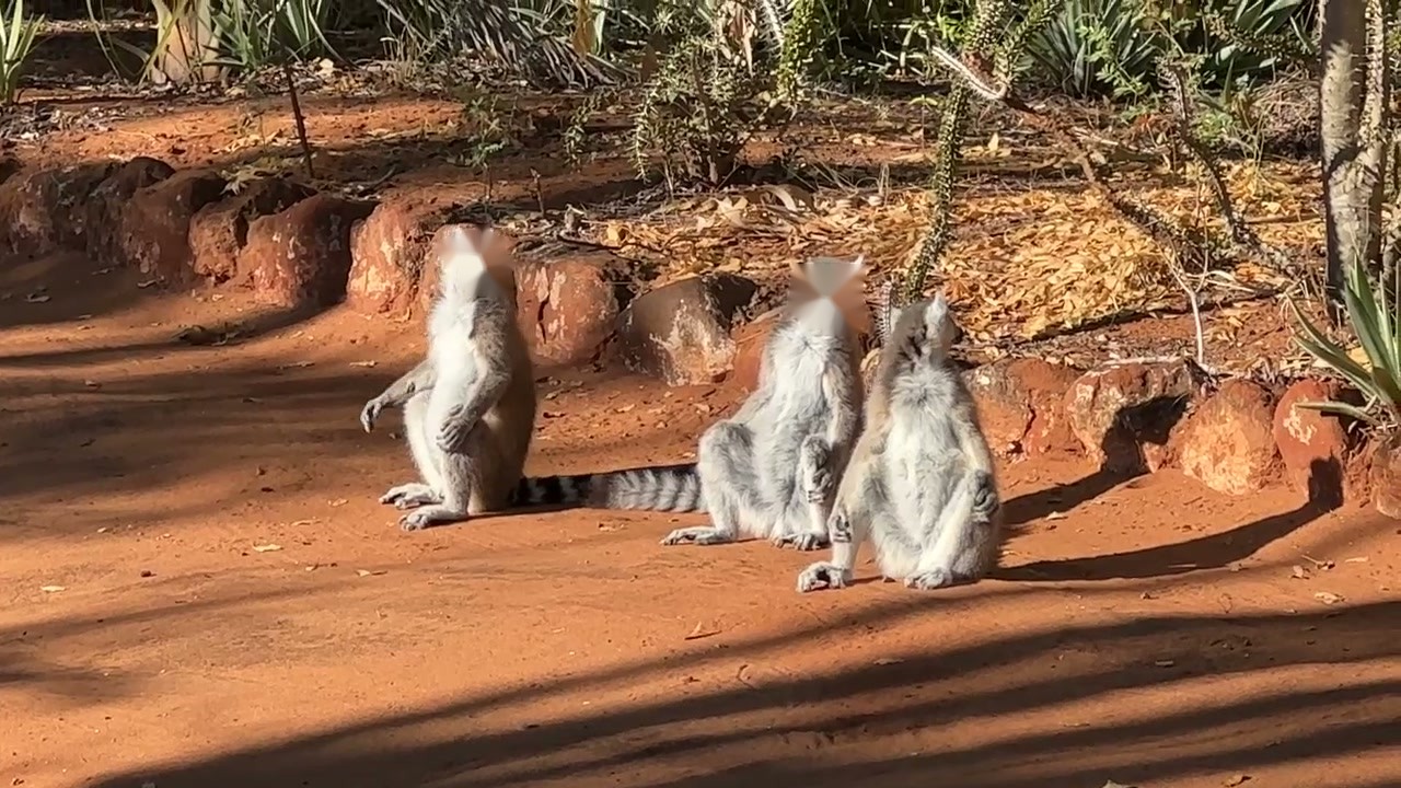 Ring-tailed lemurs sunning themselves in Madagascar
